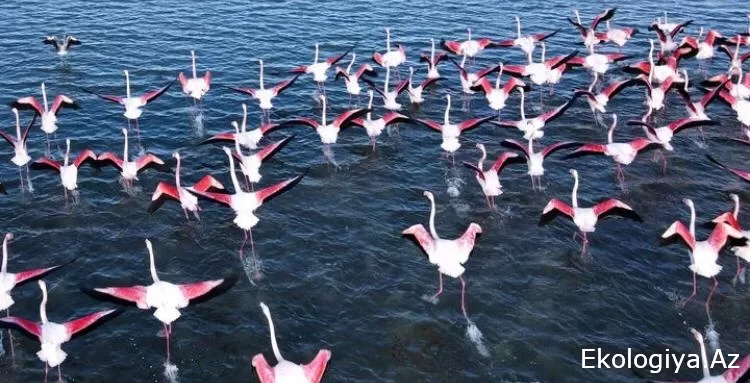 Bugün Abşeron Milli Parkı'nın kuruluş günü - FOTOĞRAF